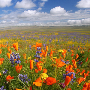 Народные приметы от INNOV: 17 июля