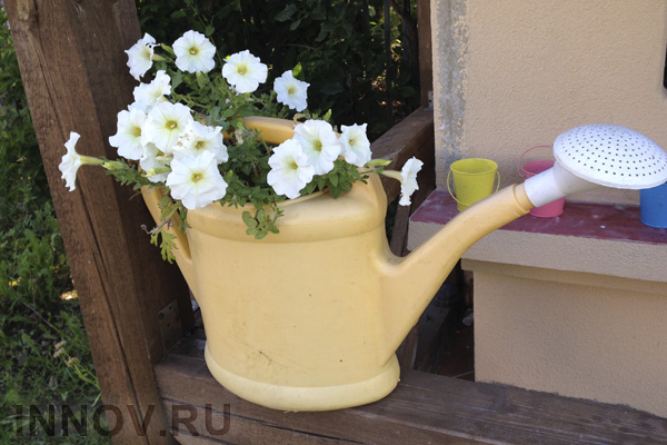 Рынок садовод