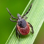 Клещей в Нижнем Новгороде стало меньше