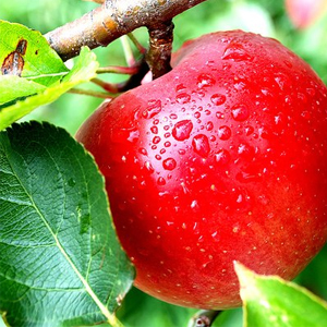 Народные приметы от INNOV: 19 августа