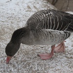 Весенняя охота откроется в Нижегородской области