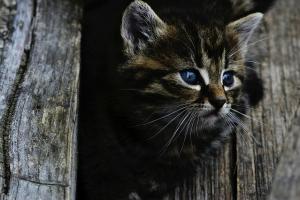 Право кошек на зимовку в подвалах закреплено на законодательном уровне