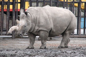 Последний в мире самец северного белого носорога скончался