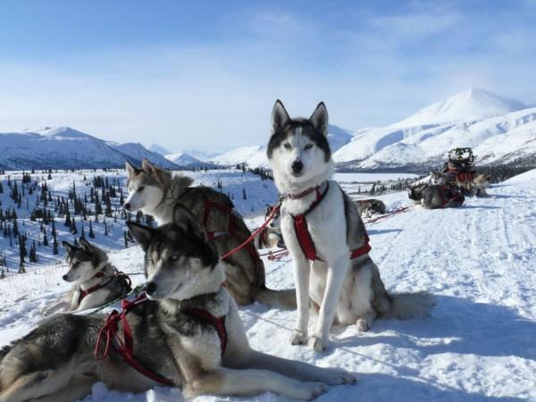 Катание на упряжке хаски