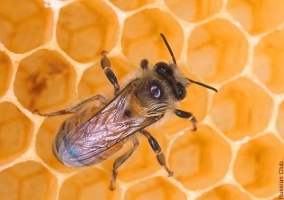 Пчелы оказались под угрозой вымирания
