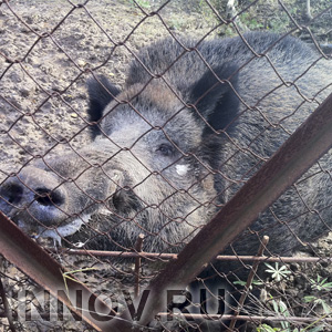 Африканская чума дойдет до Нижегородской области?