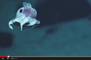 Неизвестные науке виды морских животных обнаружены в Атлантическом океане