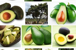 Вещества в составе авокадо помогают побороть лейкемию