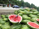МВД области «охотится» за арбузами