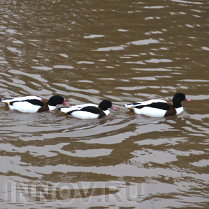 Каждый второй начальник приводит с собой на новое место работы прежних коллег