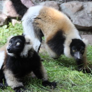 Лемуры из Мадагаскара поселились в нижегородском зоопарке(фото)  