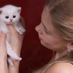 Кошки знают своих хозяев