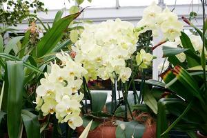 Уход за орхидеями: что нужно знать новичкам