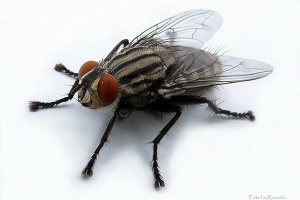 Обычные мухи могут быть полезны в лечении многих болезней