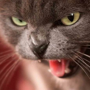 В Советском районе Нижнего Новгорода введён карантин по бешенству