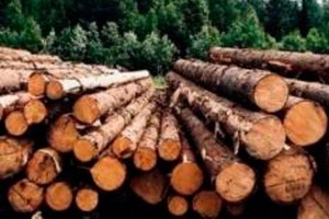 Малому и среднему бизнесу могут позволить приобретать древесину по договорам купли-продажи