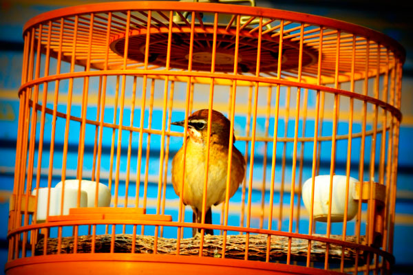 Клетка для перевозки птиц