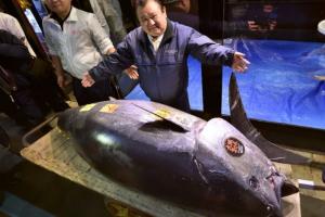 В Токио на аукционе за 3,1 млн долларов продали тунца 