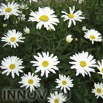 Список самых редких имён в 2013г. пополнился именем Весна