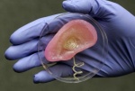 Бионическое ухо напечатали на 3D-принтере