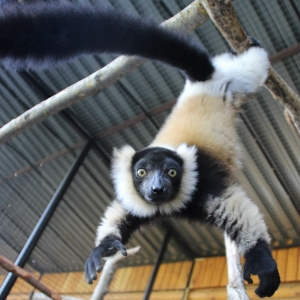 Лемуры из Мадагаскара поселились в нижегородском зоопарке(фото)  