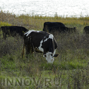 Экс-директор сельхозпредприятия осуждён за 100 кг говядины