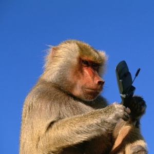 "Животный криминал": обезьяна украла сотовый телефон