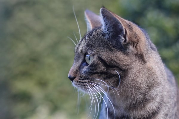 Во Франции обнаружили первую кошку с COVID-19