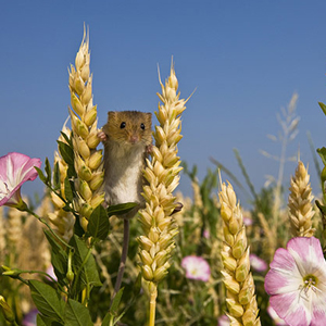 Народные приметы от INNOV: 31 августа