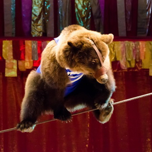 Медведи-канатаходцы выступят в Нижнем Новгороде