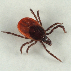 За неделю число укусов клещей выросло на 62 %