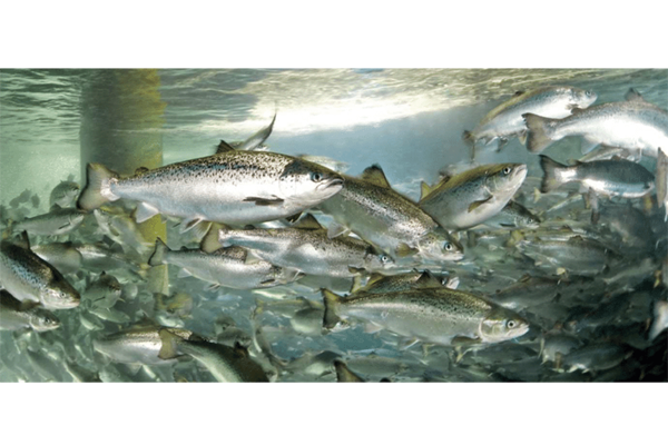 Как выращивают аквакультурного арктического лосося, и в чем его отличие от дикого