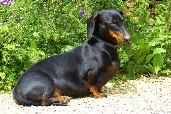 Собака такса: особенности характера породы