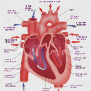 Проблемы анестезии и искусственного кровообращения в сердечно-сосудистой хирургии обсудят ведущие кардиологи и перфузиологи из России и Германии