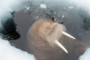 Метровый клык древнего моржа нашли в Якутии