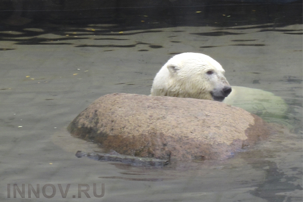 Через 10 лет на Земле может не остаться белых медведей