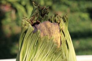 «Пахнет гниющей плотью»: в Калифорнии цветет редкий трупный цветок