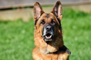 В Коми служебная собака спасла жизнь грабителю