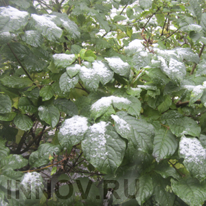 В Нижнем Новгороде выпал первый снег