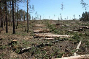 Россия – мировой лидер по уничтожению леса