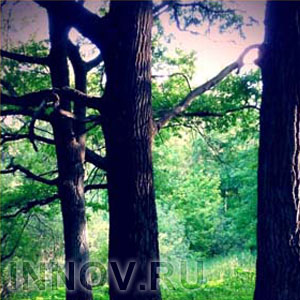 Прокуратура подала протест против вырубки части парка Кулибина