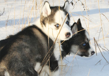 Лесное княжество