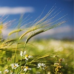 Народные приметы от INNOV: 18 июня