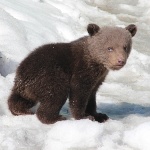 Медвежонок показался нижегородцам
