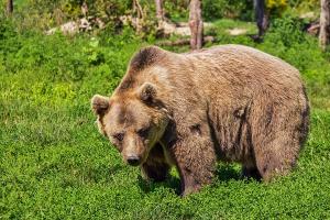 Рыбак на Камчатке отошел позвонить и встретился с медведем