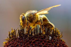 Что будет с нами, если вымрут пчёлы