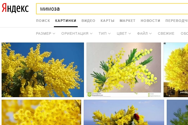 В России мимоза официально признана наркотиком
