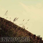 INNOV.RU и МЧС: как "полезно" сжигать траву