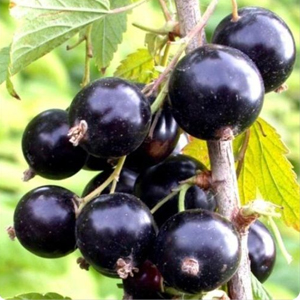 Народные приметы от INNOV: 4 августа