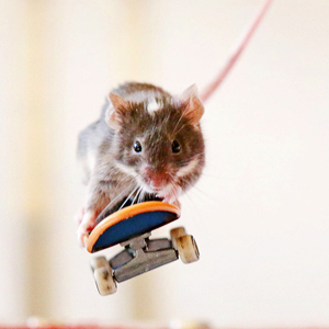 Мыши-скейтеры появились в Австралии